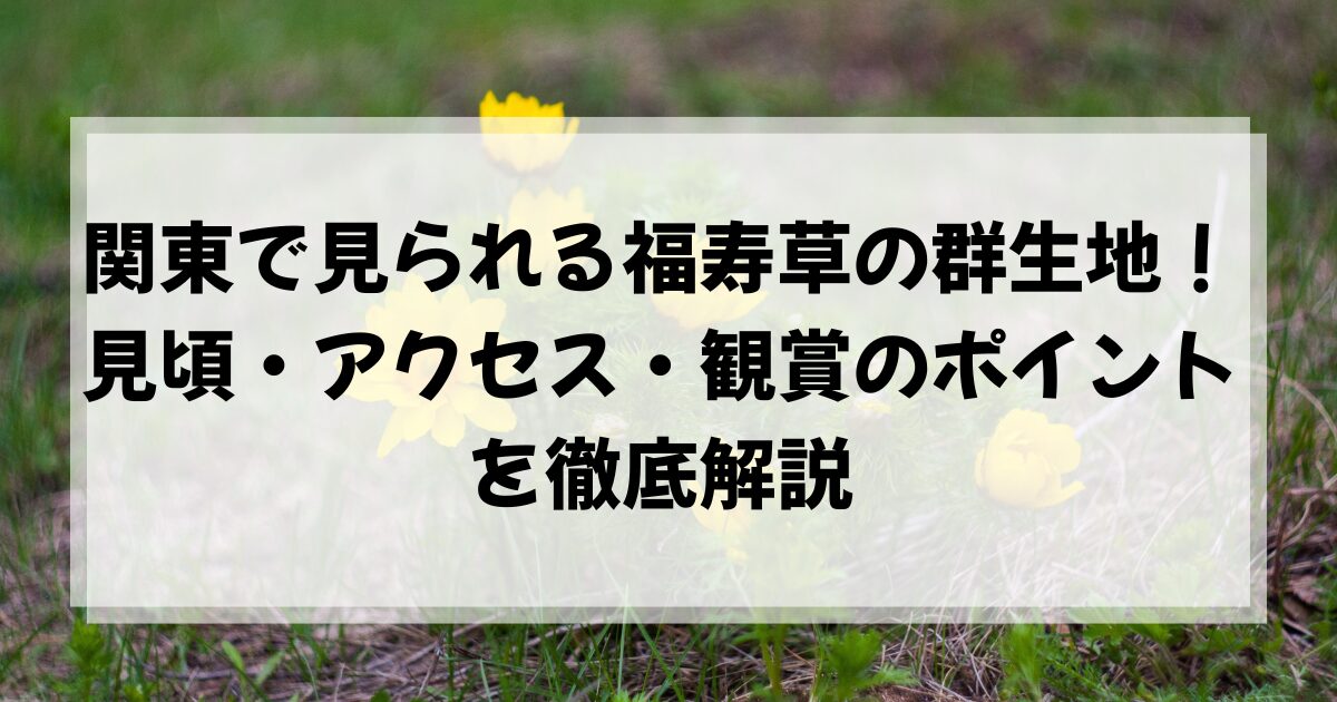 福寿草　群生地　関東